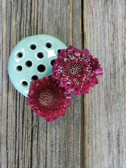 RASPBERRY SCOOP  RED SCABIOSA